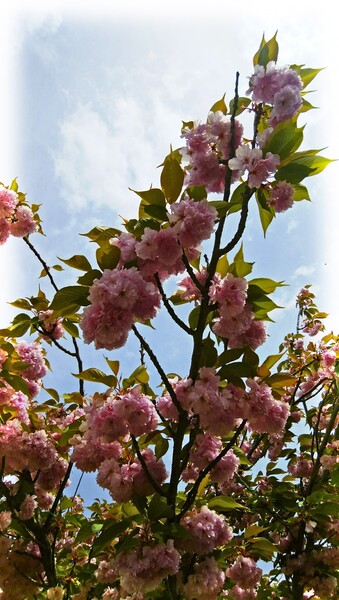 4月16日の八重桜