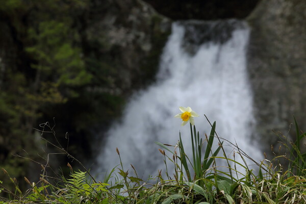 瀑下の花