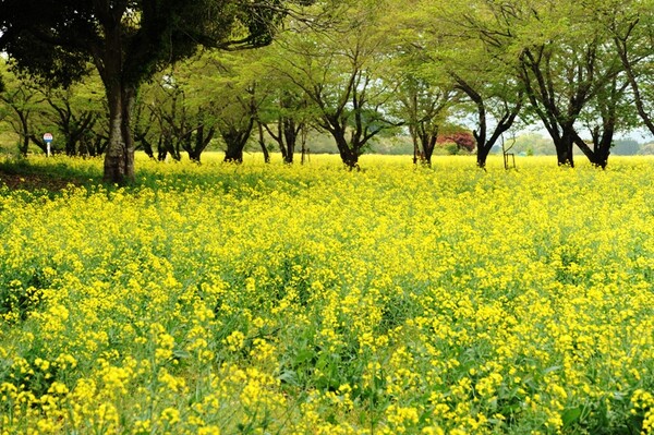 菜の花の森