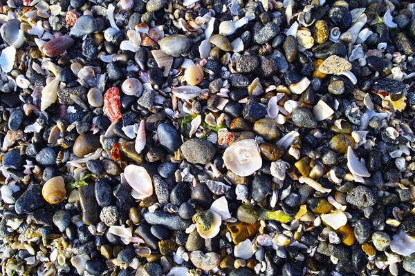貝殻と小石