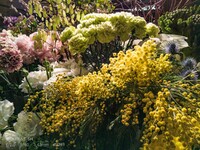 【春景色】ミモザのある花屋さん