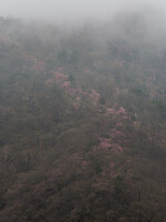 霧にかすむ桜並木