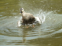 鴨が水浴び