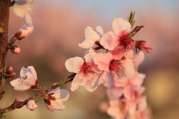 夕日に映える桃の花