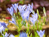 今朝撮った花トリテレイア