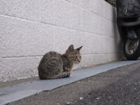 【猫】下町の子猫 ２（野良新米）