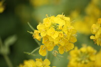 海岸の菜の花