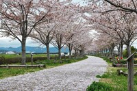 桜の土手