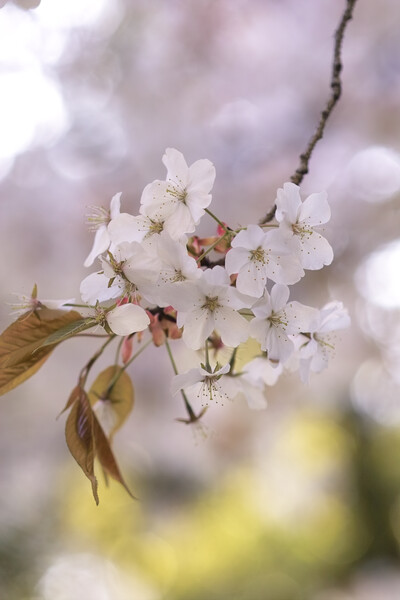 SD10で桜の写真を 