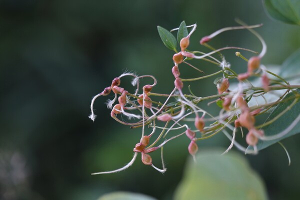 秋の実（その６）センニンソウ