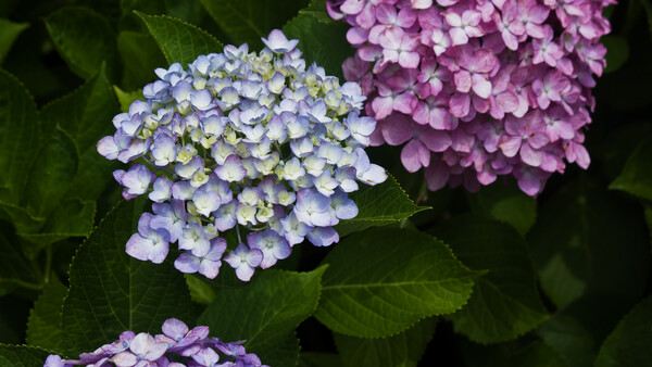 西洋紫陽花の季節