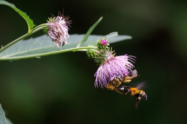 新潟の森にて：薊と蜜蜂
