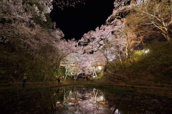 夜来の桜