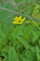 田の畦のオオジシバリ?