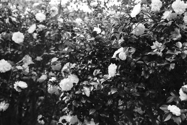 ③_(RAWから現像 モノクロ)