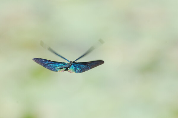 蝶トンボの飛翔