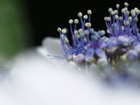 オールドレンズで接写Ⅱ