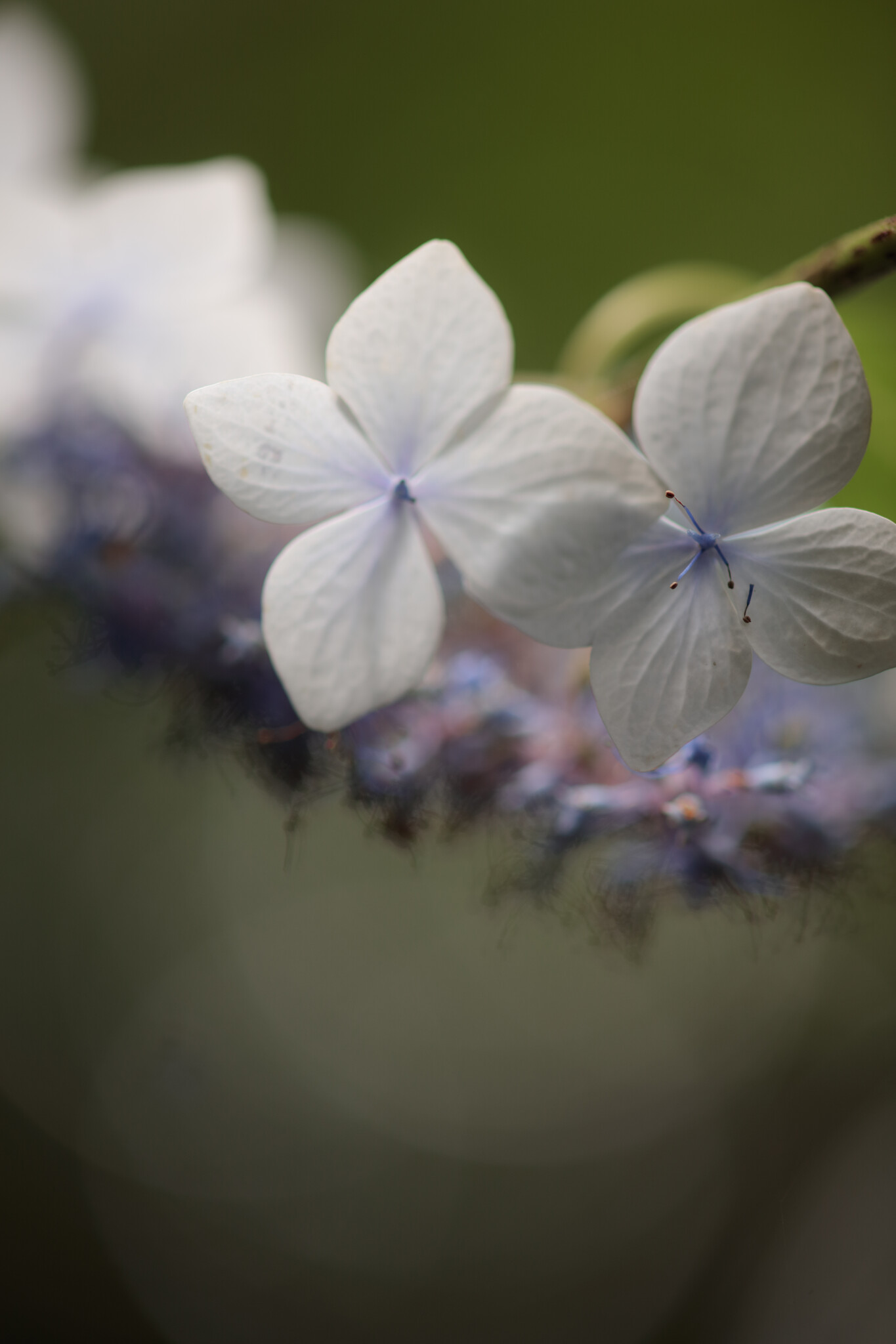 紫陽花