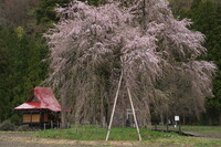 おしら様の枝垂れ桜