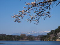 桜と那須連山