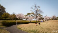 【花のある風景】桜２０１９