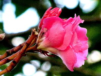 散歩の途中の公園の花　夾竹桃