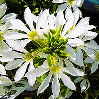 コンデジで白い花を撮りました。