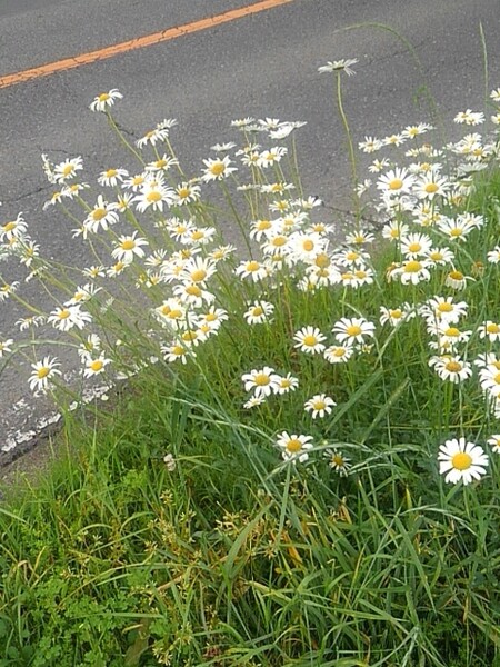 道路沿いで見られた白い花