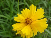黄色の花-8