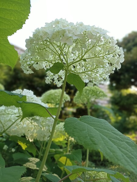 初夏の光