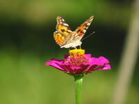 超望遠の蝶