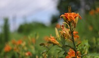 線路土手の華やぎ