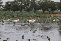 白鳥来瓢湖