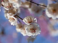 【自然】 梅の花、梅の空