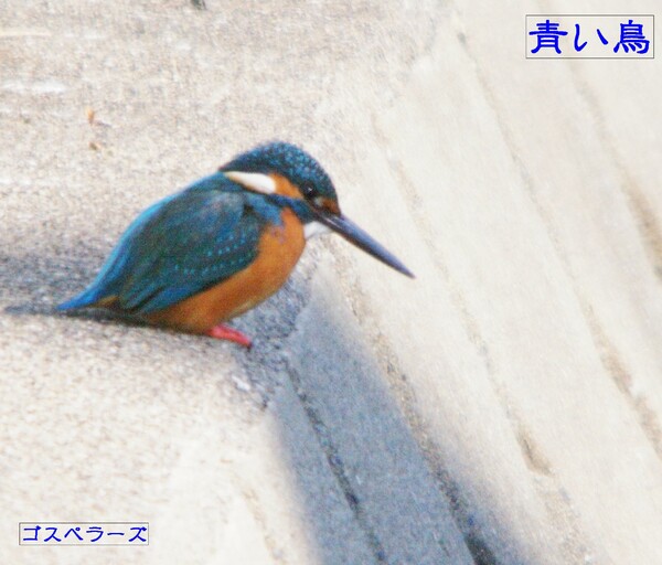 【この一曲】青い鳥/ゴスペラーズ
