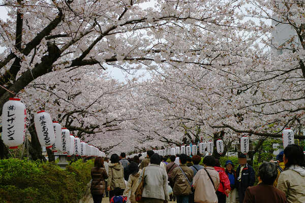 桜の鎌倉_段葛、満開