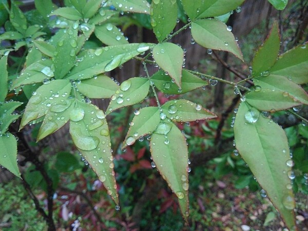 フチにも雫のある葉