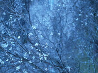 【木】四季桜