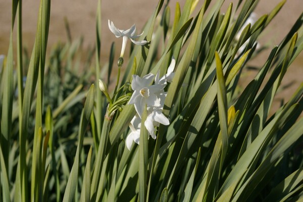 白い花（水仙）の撮影