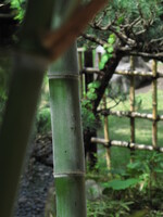 竹のある庭