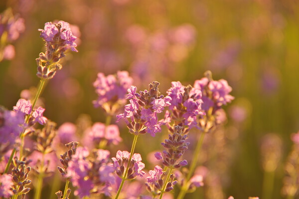 西日の当たる花畑