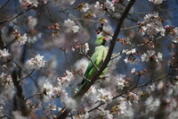 桜にインコ