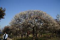 【春】静かな樹