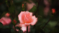 雨の薔薇、カリンカ（ブラシtest）