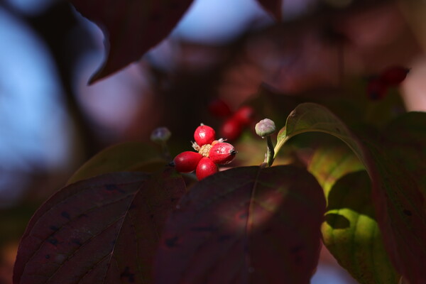 秋の実（その２)　ハナミズキ