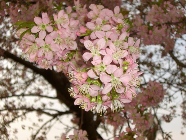 熱海桜が満開
