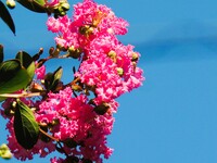 青空と百日紅　紅
