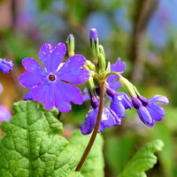 サクラソウ紫光梅