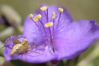 綺麗な花には・・・