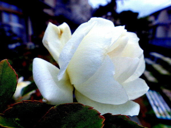 庭の冬のバラ
